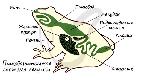 Специальные адаптации для кожного дыхания у лягушек