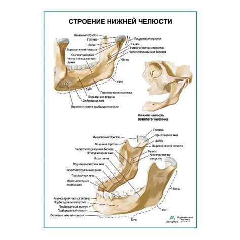 Специальные уходовые средства для контрастной нижней челюсти