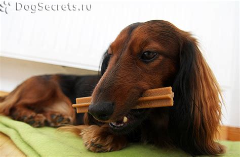 Специфика кормления щенка таксы