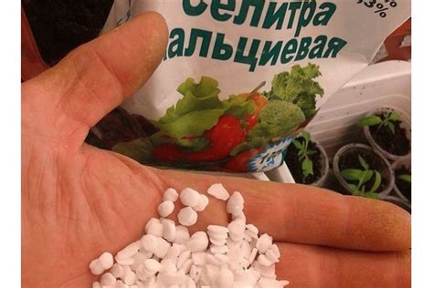 Способы изготовления кальциевой селитры дома