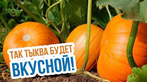 Способы и сроки хранения свежей тыквы