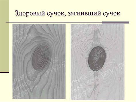 Способы определения дуба по древесине