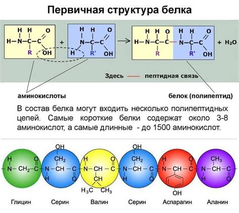 Способы определения массы белка из аминокислот
