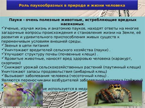 Способы питания пауков