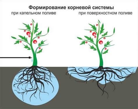 Способы поддержки и формирования растения