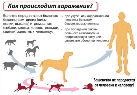 Способы проведения домашней проверки наличия бешенства у кота