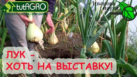 Способы сохранения лука эксибишен до весны