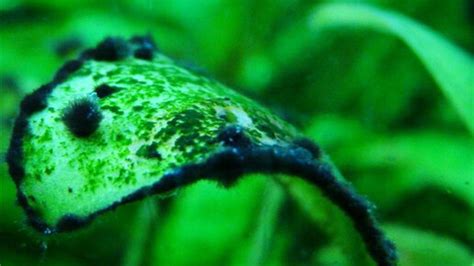 Способы устранения черных водорослей