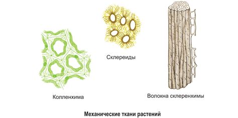 Способ 1: Размягчение ткани