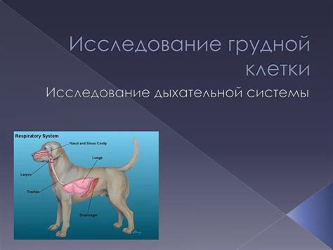 Способ 2. Ощупывание температуры грудной клетки собаки
