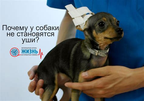Способ 3. Проверка температуры собаки через уши