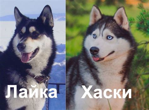 Сравнение внешнего вида и особенностей породы