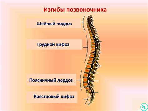 Средняя часть позвоночника и его влияние на подвижность