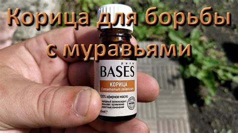 Средства, которые помогут в борьбе с дюшками