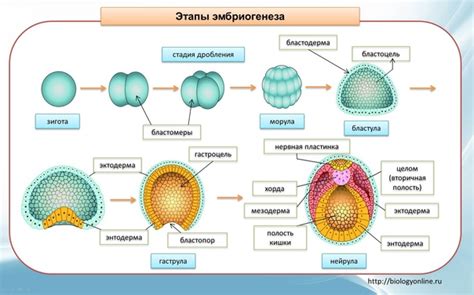 Стадия формирования плодов у гречихи