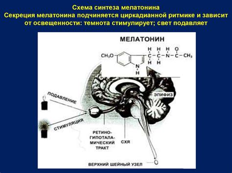 Стимулирует производство мелатонина