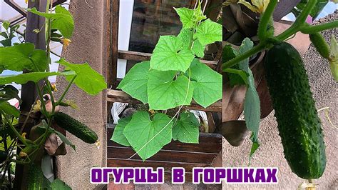 Стоит ли выращивать в горшках
