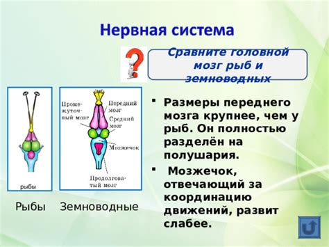 Стратегии улучшения развития переднего мозга у земноводных
