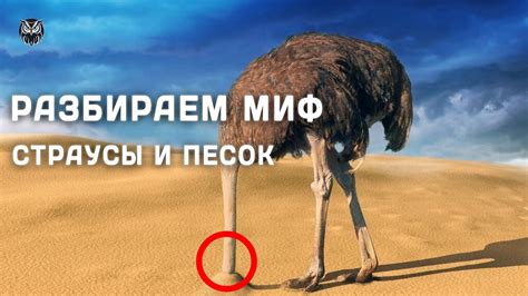 Страусы: мифы и правда об их поведении