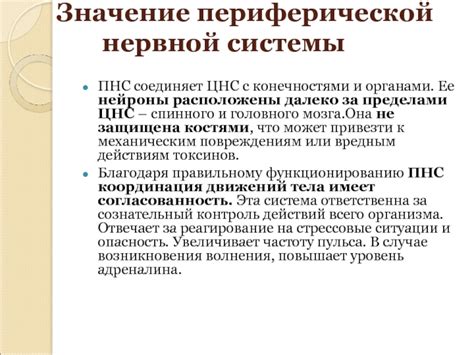 Стрессовые ситуации и нервная система