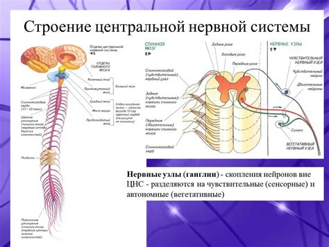 Стресс и перенапряжение нервной системы