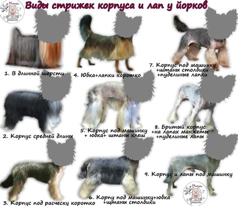 Стрижка туловища и лап терьера