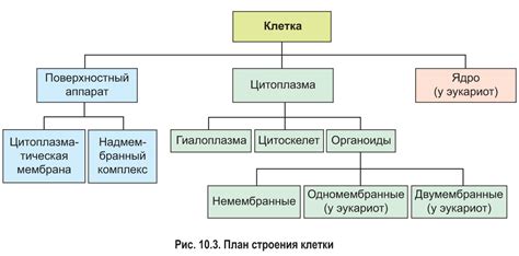 Строение и компоненты стрелки