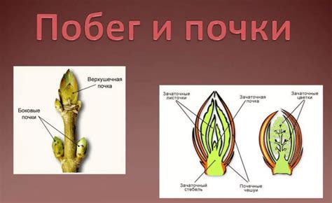 Строение и расположение гнезд
