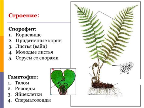 Строение и физиология папоротников