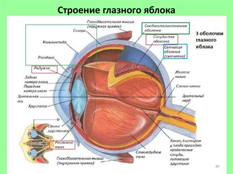Структура глазного центра и его роль в организме диноса