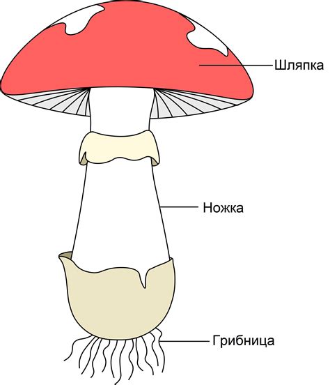 Структура гриба