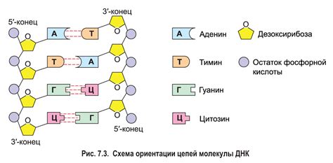 Структура и функции ДНК