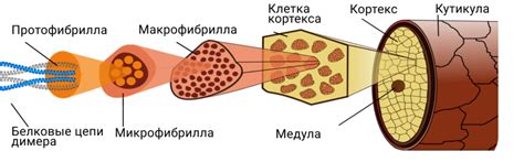 Структура кератина и его свойства