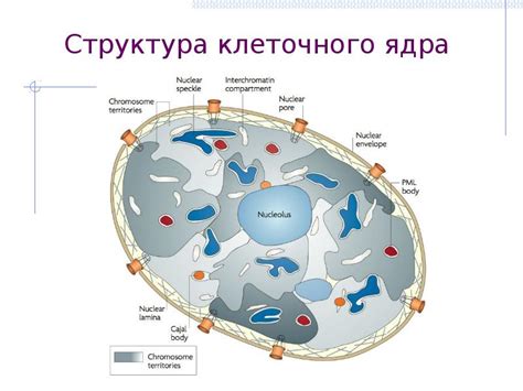 Структура клеточного материала