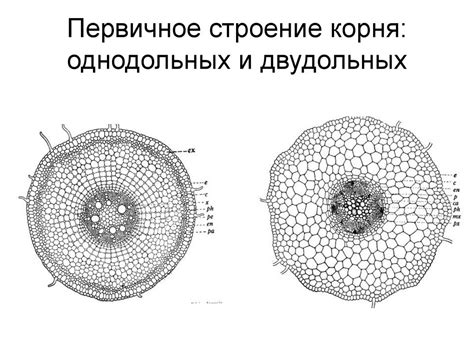 Структура корня: состав и анатомия