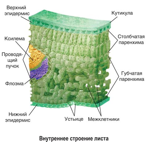 Структура листьев