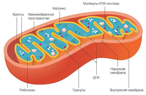 Структура митохондрий