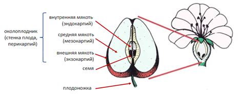 Структура плода
