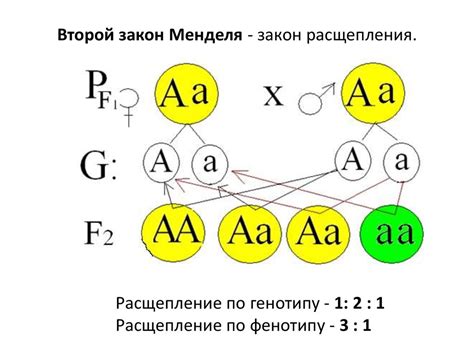Супруги и наследование: основные понятия и правила