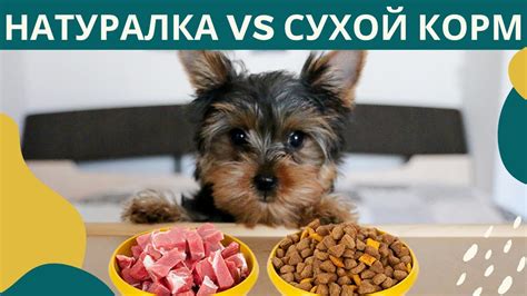Сухой корм: плюсы и минусы