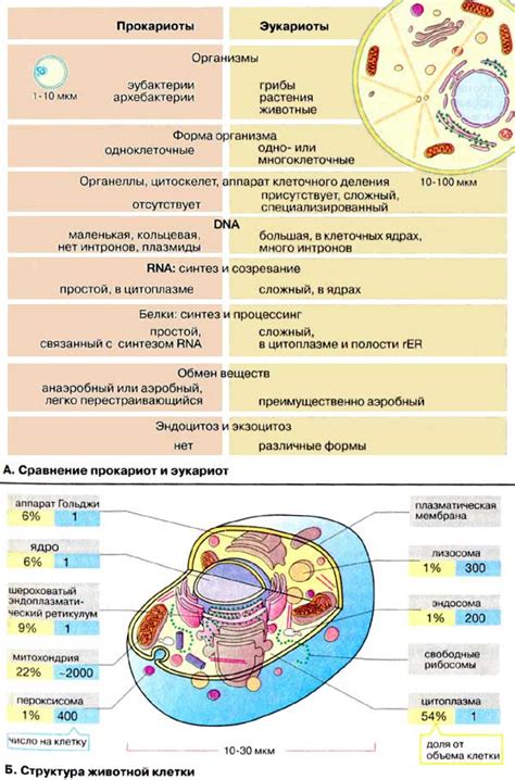 Сходства в структуре и функции клеток с растениями