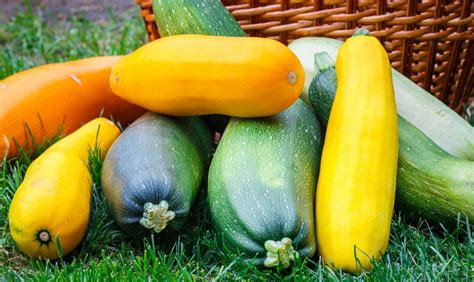 Сходства и различия между огурцами и кабачками