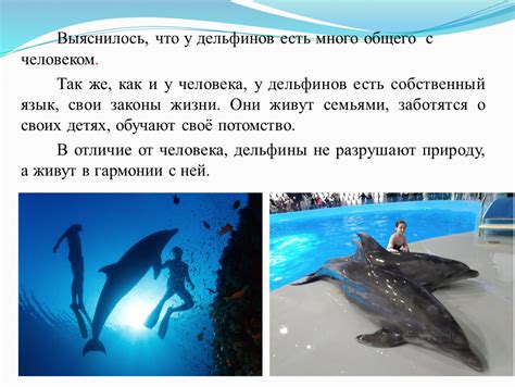 Схожие черты дельфинов с человеком