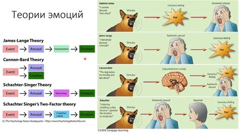 Тема 1: Основы физиологии эмоций