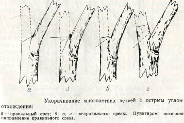 Техника выполнения среза