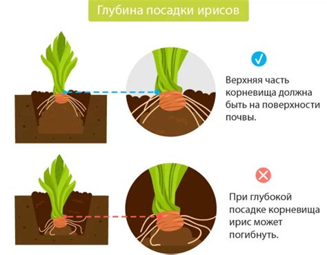Техника пересадки ирисов
