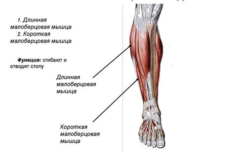 Техники массажа икроножных мышц