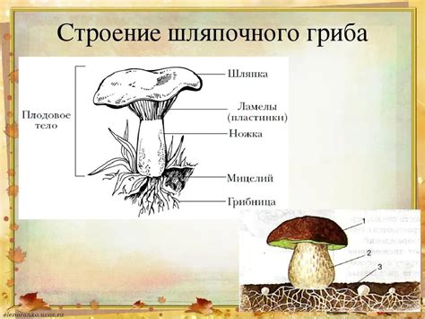Техники окрашивания шляпочного гриба для достижения реалистичного эффекта