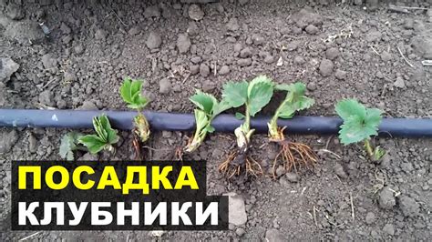 Техники полива клубничной рассады в условиях зимы