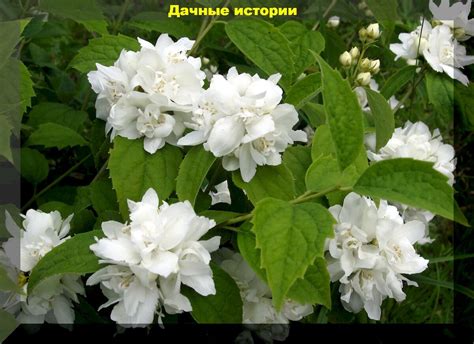 Техники ухода за чубушником